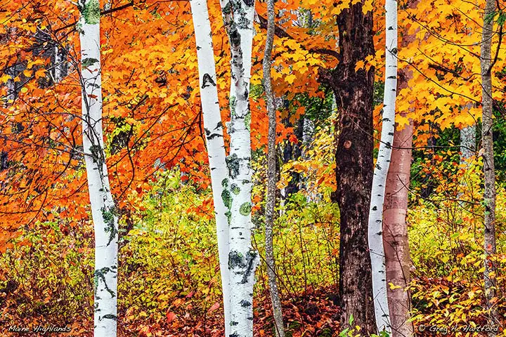 White Birch trees against a sea of autumn color